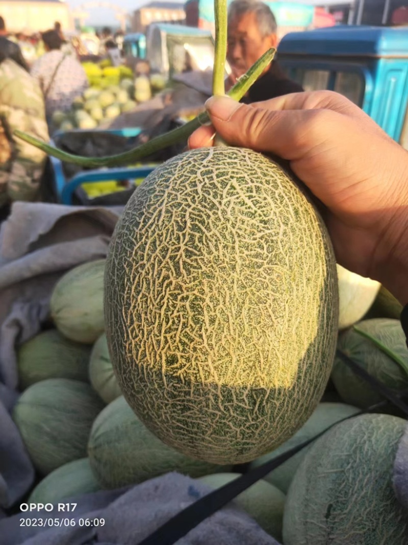 【推荐】山东精品哈密瓜晓蜜25哈密瓜大量上市