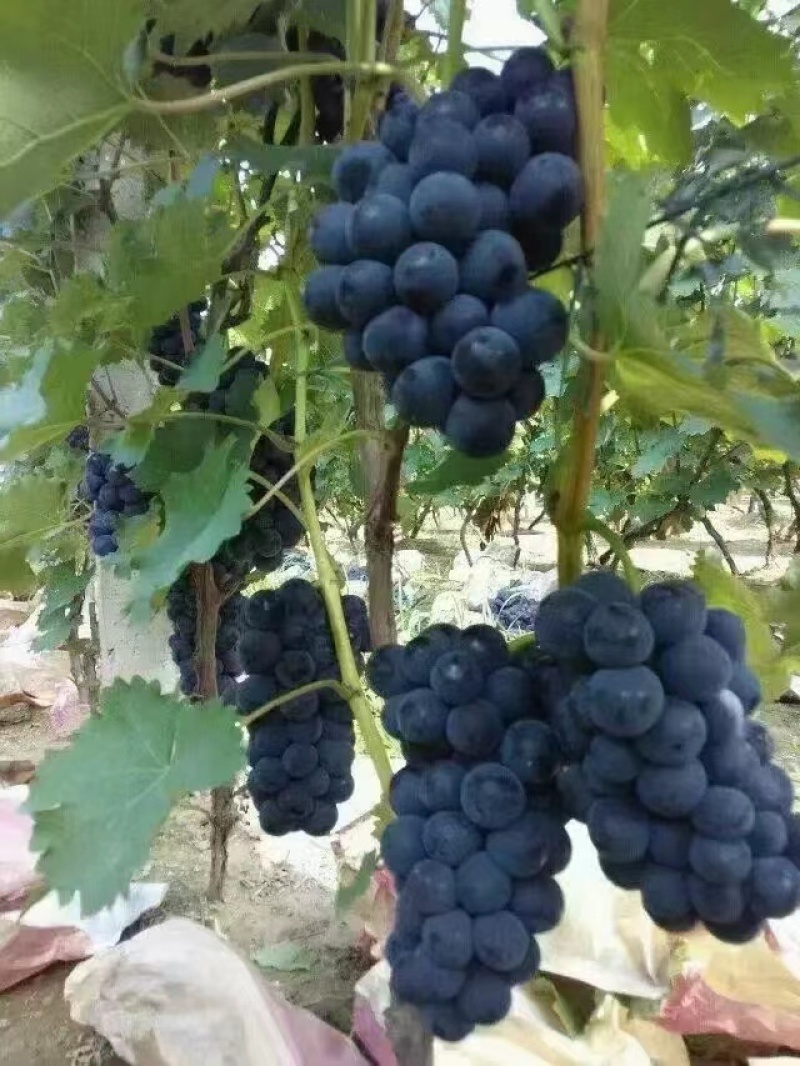 【推荐】山东精品夏黑葡萄大量上市货源充足欢迎联系