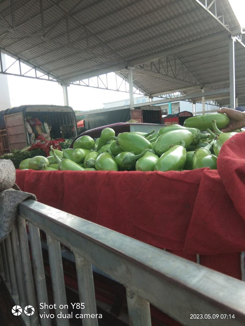 南阳绿茄子精品青茄子产地大量供货质量保证欢迎联系