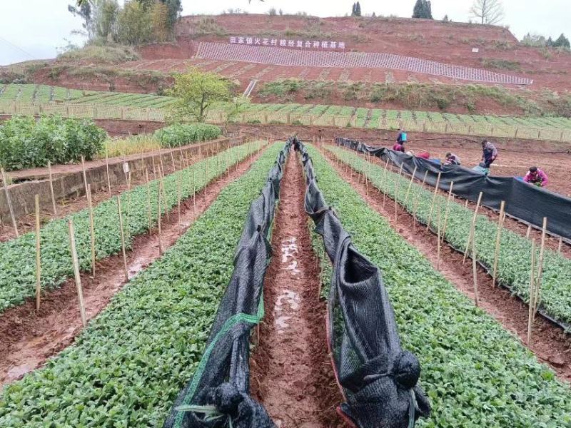金丝皇菊苗，婺源皇菊苗，贡菊苗