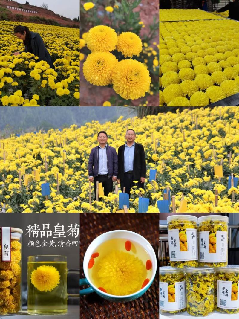 金丝皇菊苗，婺源皇菊苗，贡菊苗