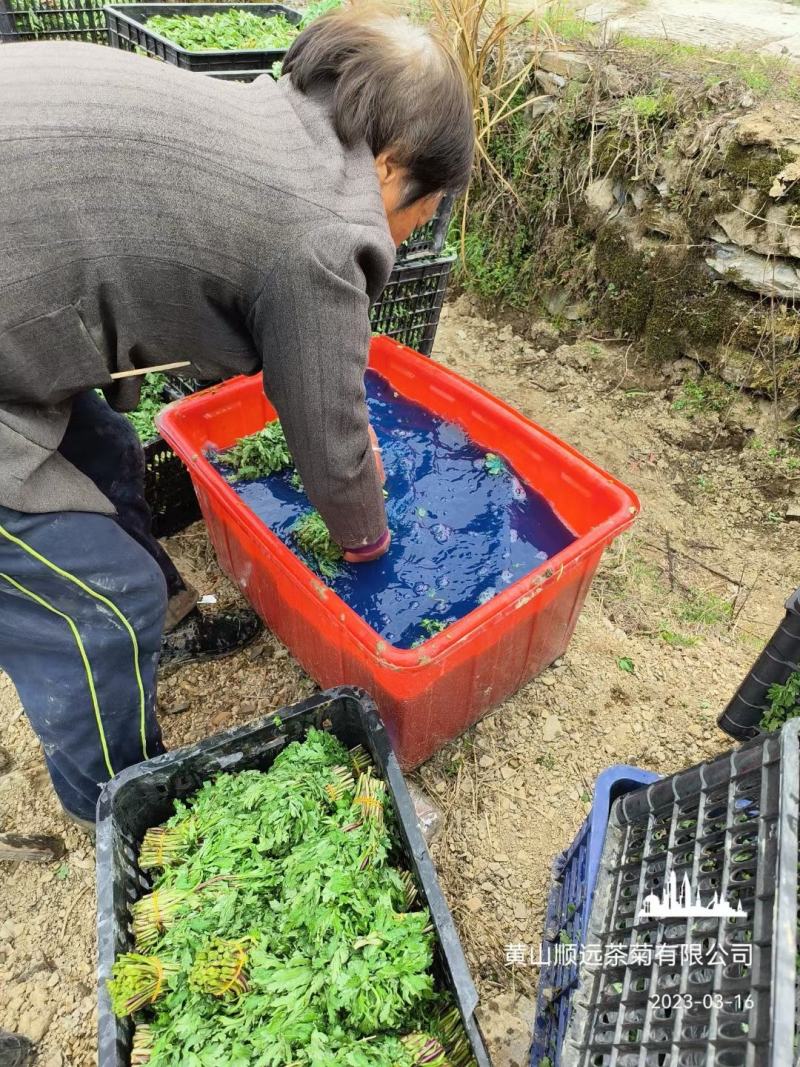 金丝皇菊苗，婺源皇菊苗，贡菊苗