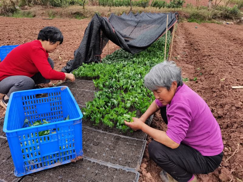 金丝皇菊苗，婺源皇菊苗，贡菊苗