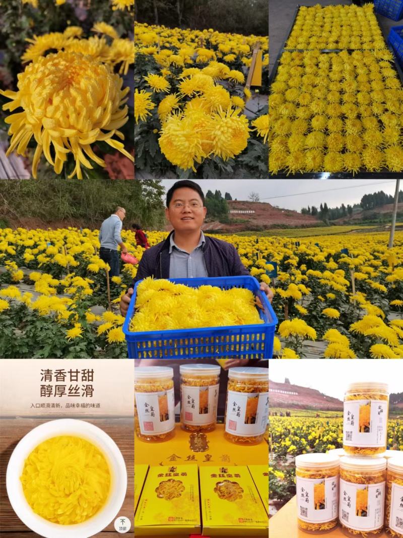 金丝皇菊苗，婺源皇菊苗，贡菊苗