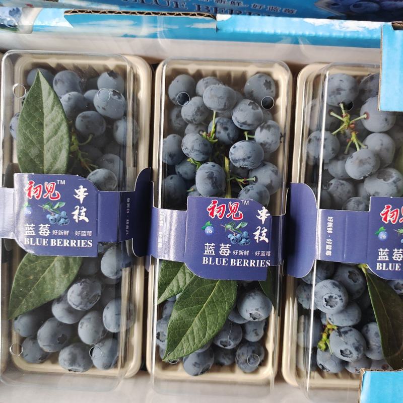 山东省青岛蓝莓产地串果莱克西产地直供…