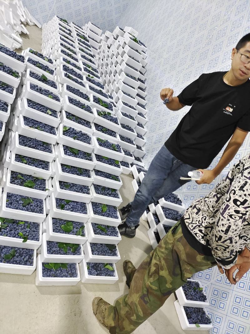 山东省青岛蓝莓产地串果莱克西产地直供…
