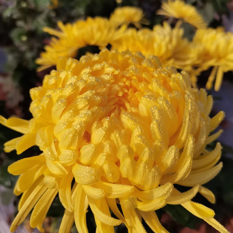 金丝皇菊苗，婺源皇菊苗，贡菊苗