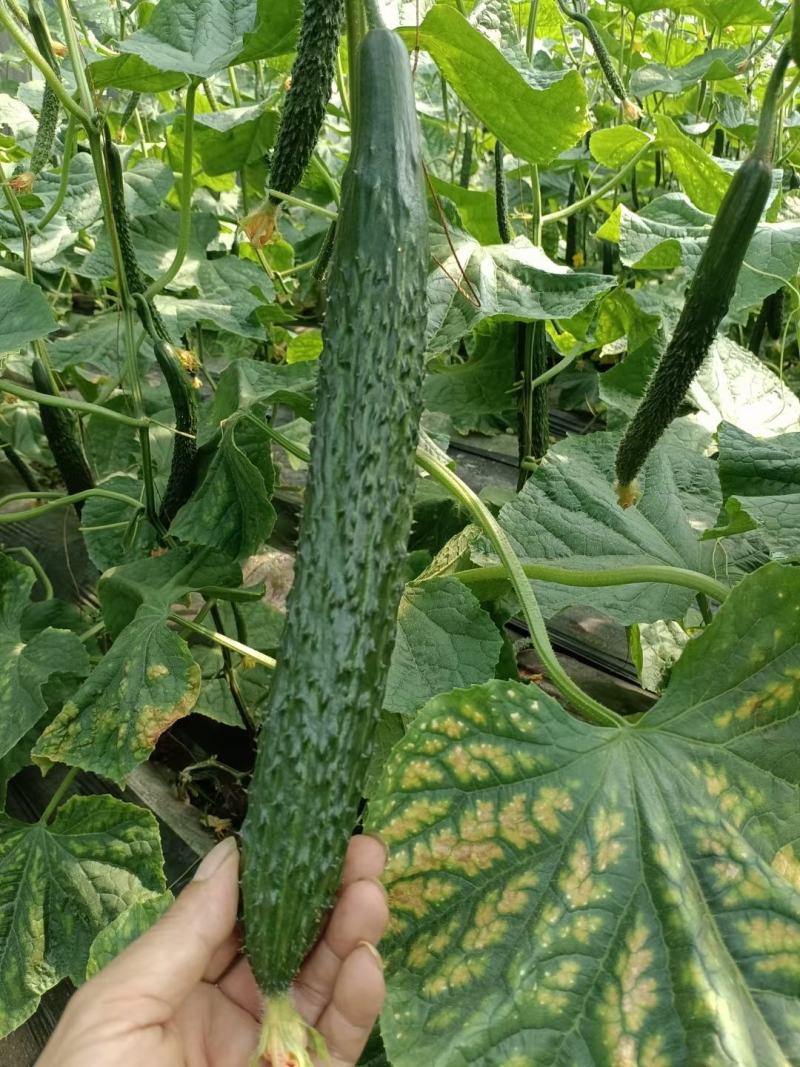 发酵纯鸡粪，添加复合菌种发酵腐熟翻抛过筛支持视频看货