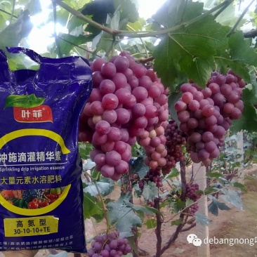 大量元素水溶肥