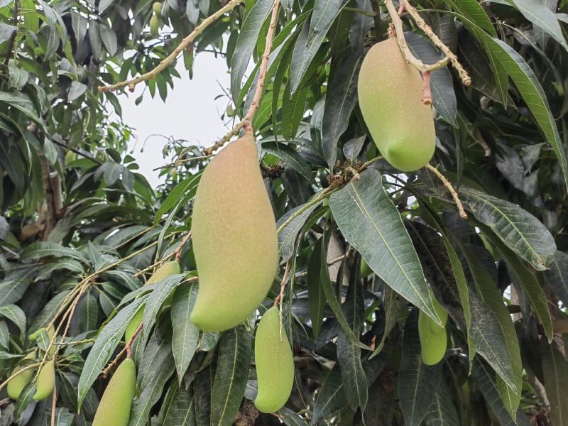 精品芒果小象牙做酸红像牙芒果产地直供对接电商市场等