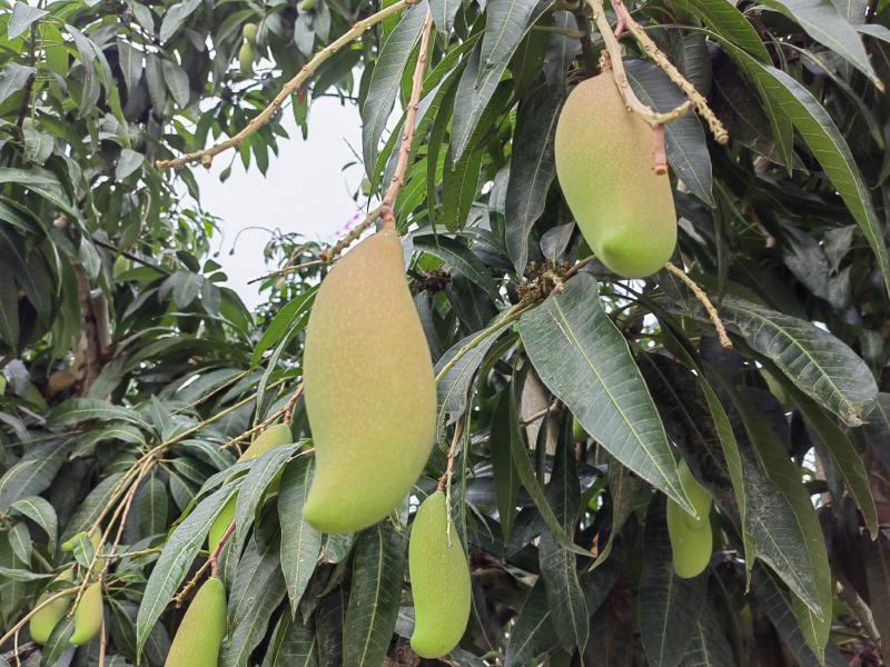 精品芒果小象牙做酸红像牙芒果产地直供对接电商市场等