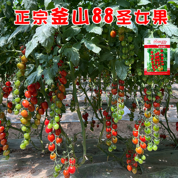 寿光蔬菜种苗正宗釜山88樱桃番茄小西红柿种苗