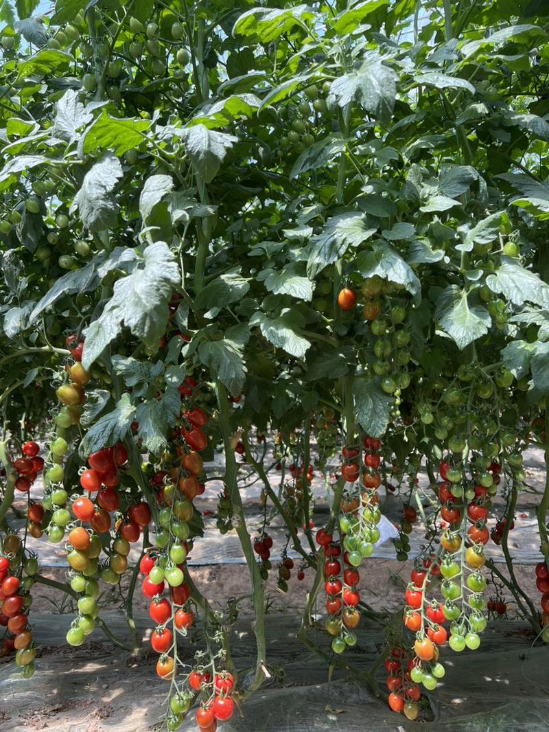 寿光蔬菜种苗正宗釜山88樱桃番茄小西红柿种苗
