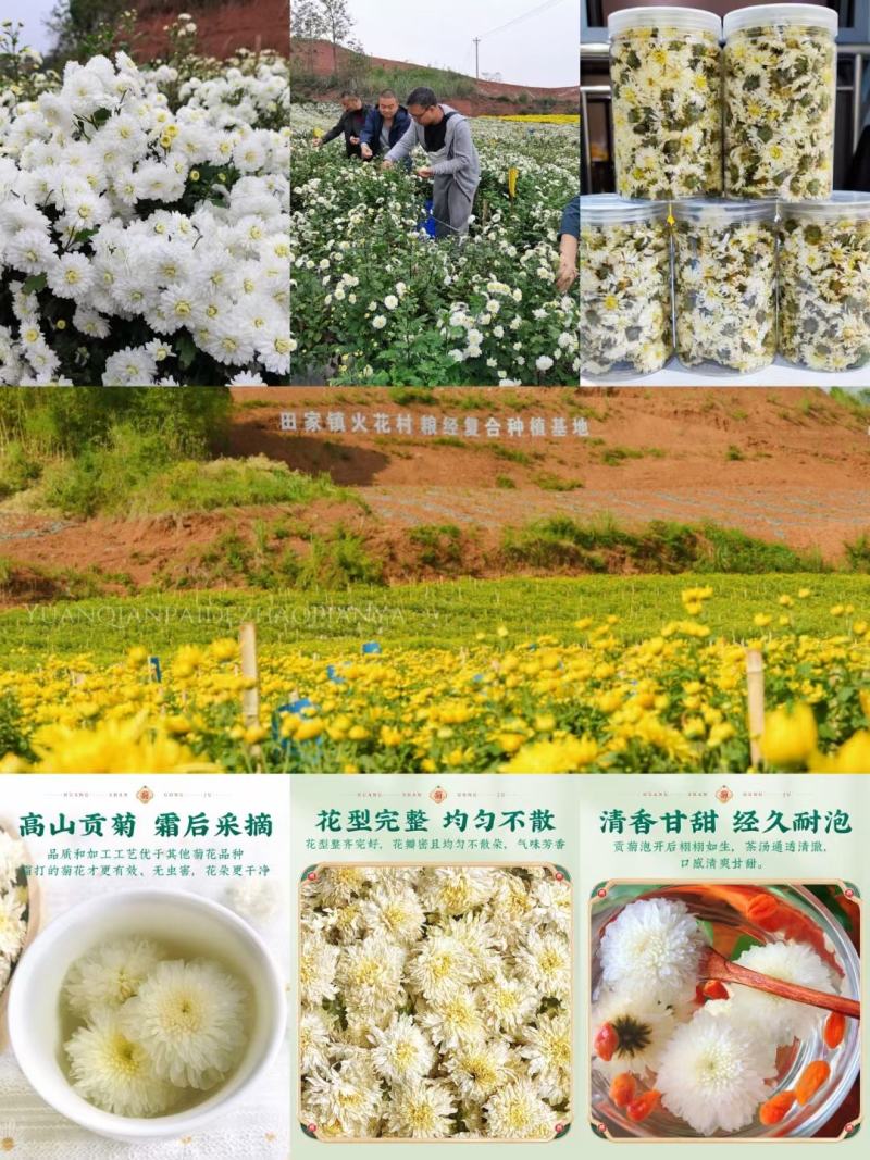 贡菊苗，扦插苗，脱毒试管苗，分株苗都有。