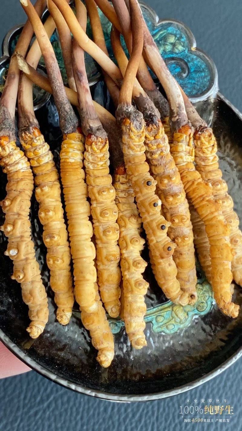 虫草