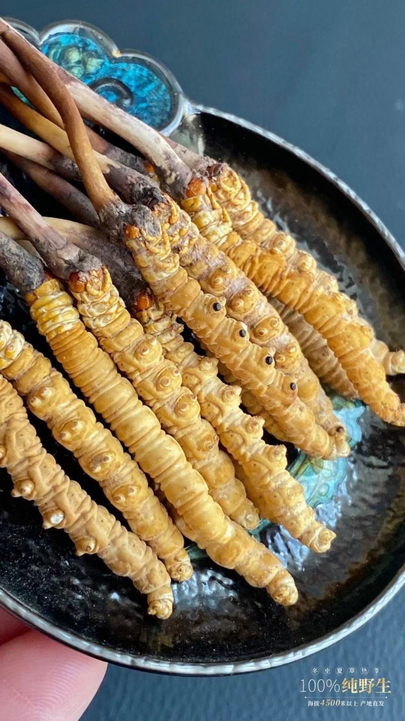 虫草