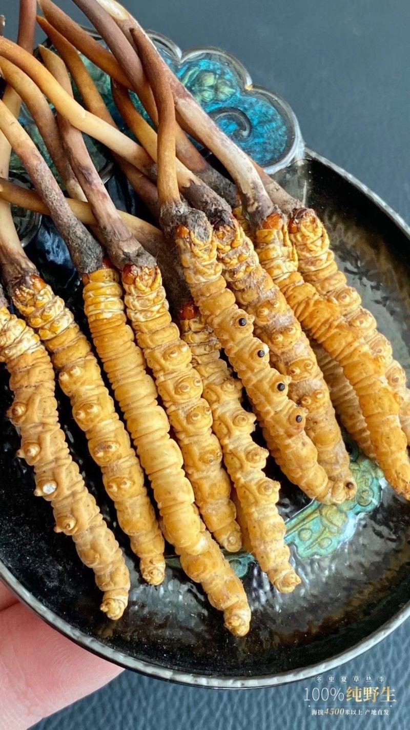 虫草