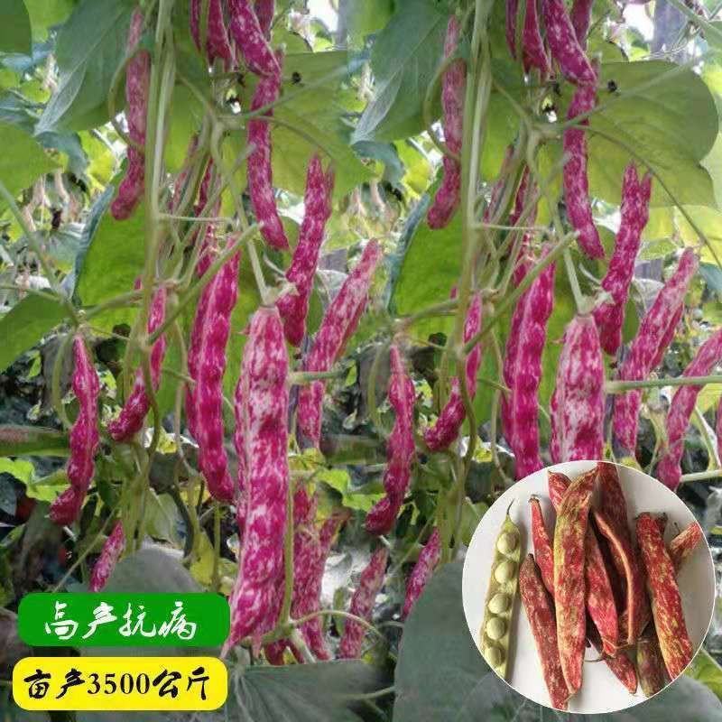 东北红金钩豆角种子四季高产油豆角种子红油红金钩豆角种子