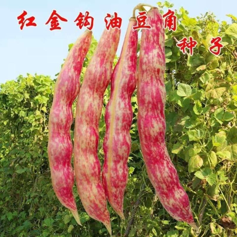 东北红金钩豆角种子四季高产油豆角种子红油红金钩豆角种子