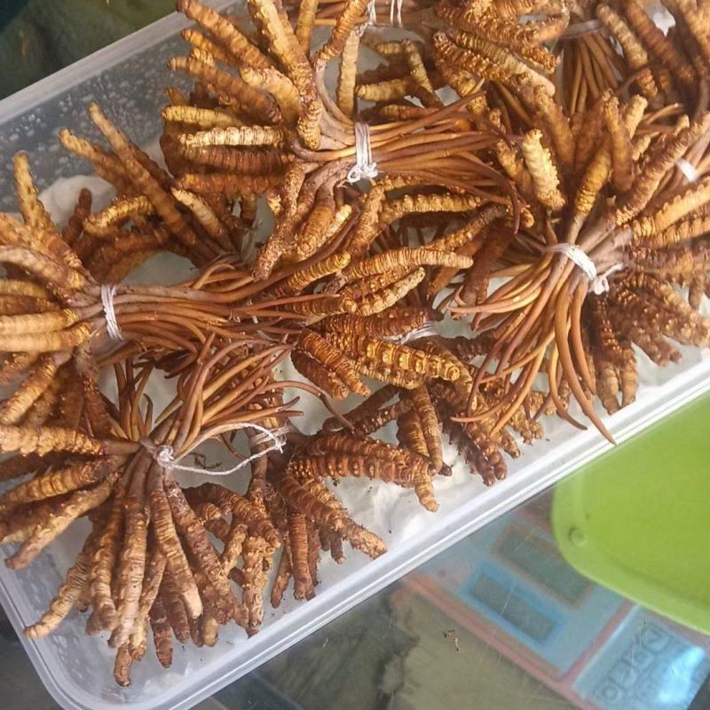 虫草