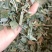 淡竹叶，产地四川，切段过筛新货，色好无杂，支持在线下单