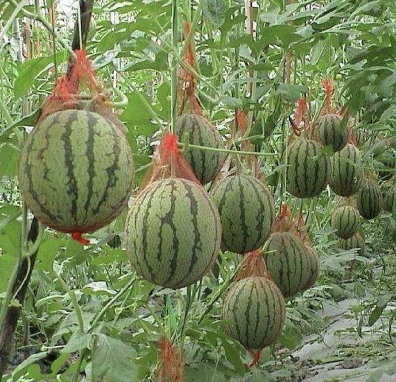 蒲城小糖丸西瓜全美2k西瓜大量供货质量保证供全国商超