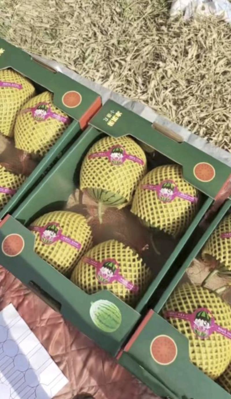 蒲城小糖丸西瓜全美2k西瓜大量供货质量保证供全国商超