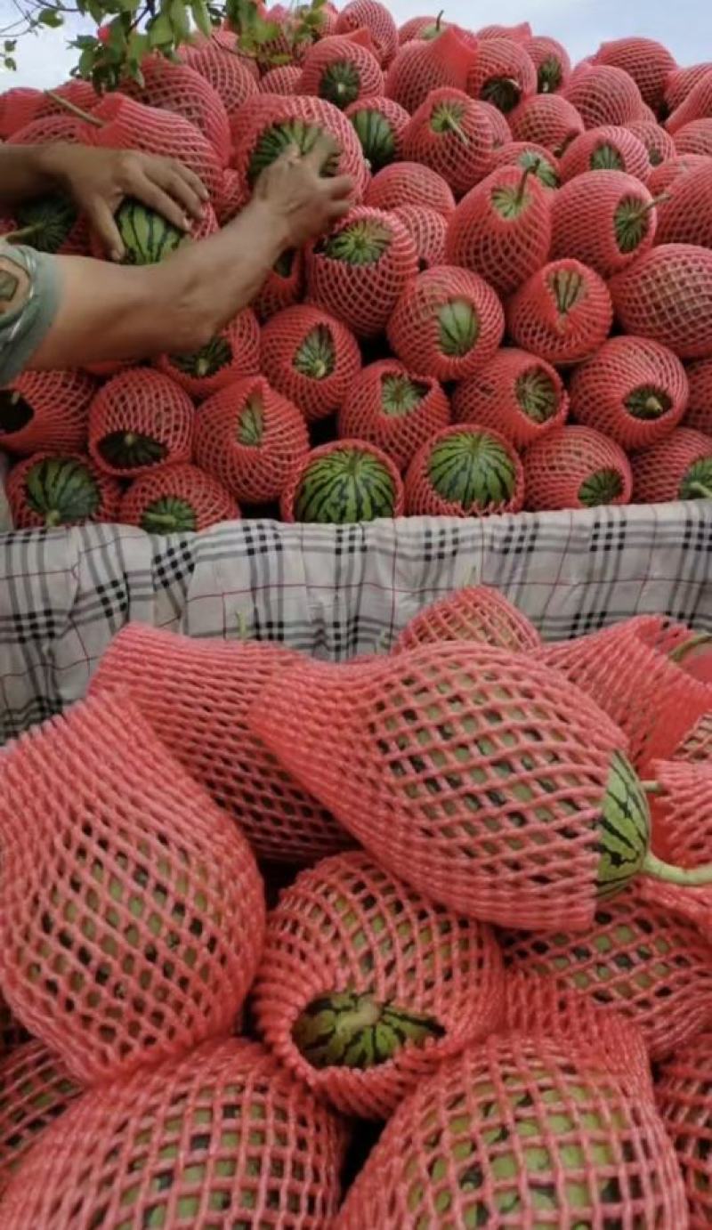 蒲城小糖丸西瓜全美2k西瓜大量供货质量保证供全国商超