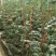 蒲城小糖丸西瓜全美2k西瓜大量供货质量保证供全国商超