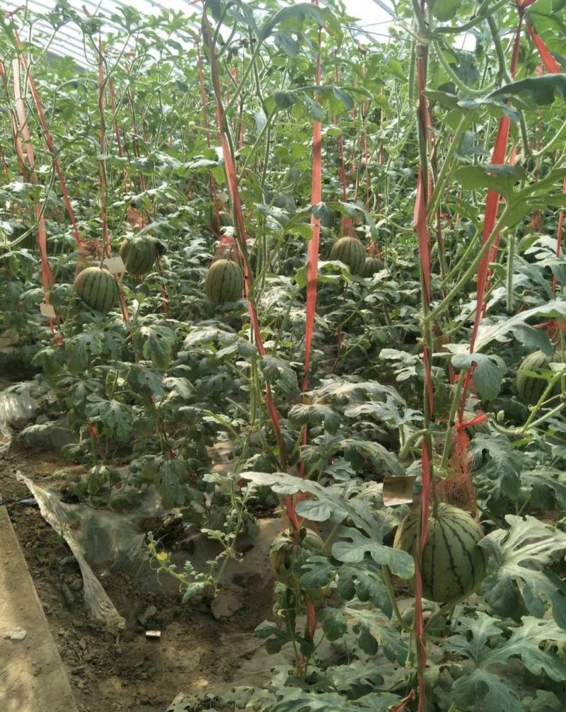 蒲城小糖丸西瓜全美2k西瓜大量供货质量保证供全国商超