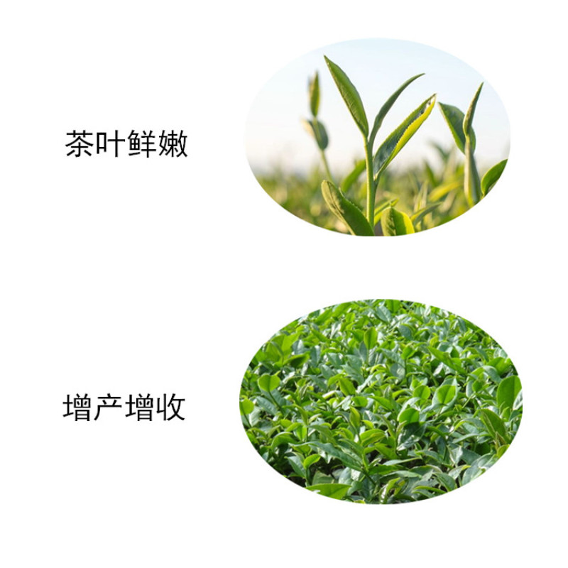 茶叶专用微生物菌肥，大量的复合有效活菌充分分解除草剂