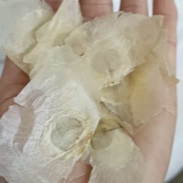 木蝴蝶，道地优质蝴蝶，新货无杂手选，欢迎选购
