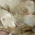木蝴蝶，道地优质蝴蝶，新货无杂手选，欢迎选购