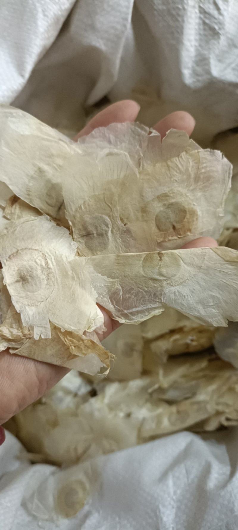 木蝴蝶，道地优质蝴蝶，新货无杂手选，欢迎选购