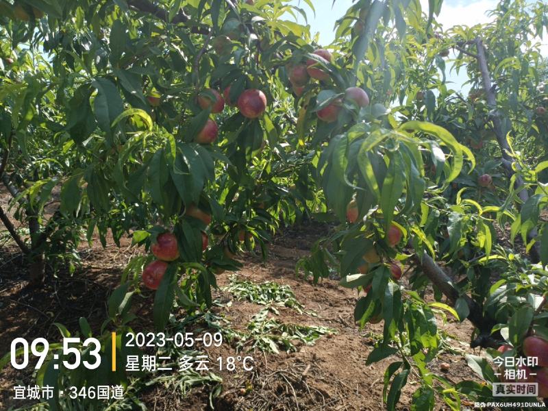 突围桃毛桃红不软春雪.油桃金雷.518.品种齐全支持视