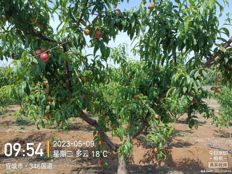 突围桃毛桃红不软春雪.油桃金雷.518.品种齐全支持视