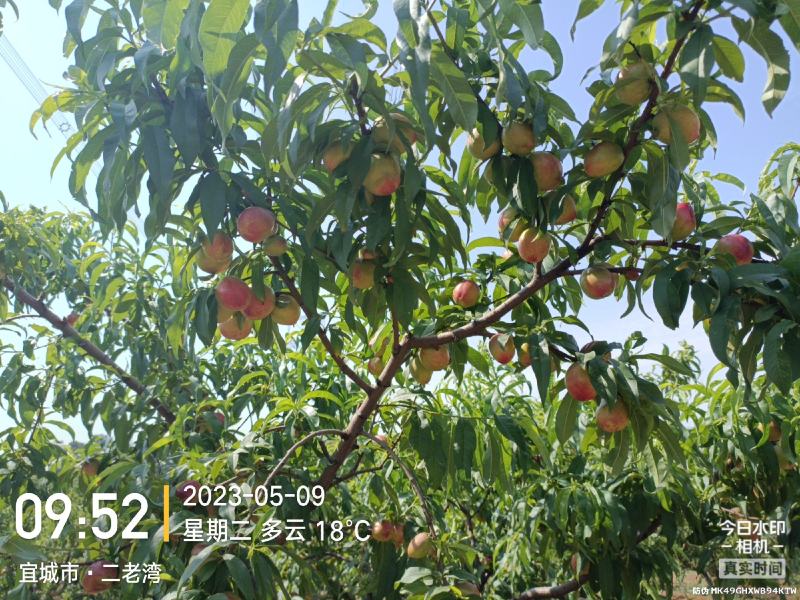 突围桃毛桃红不软春雪.油桃金雷.518.品种齐全支持视
