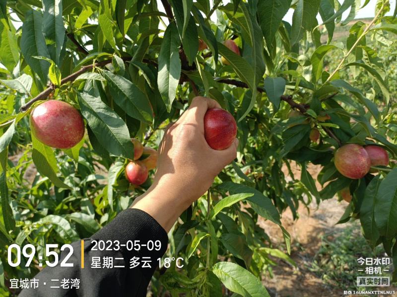 突围桃毛桃红不软春雪.油桃金雷.518.品种齐全支持视