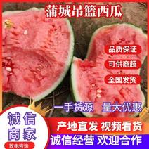 陕西蒲城精品938吊篮西瓜，小糖丸西瓜，一手货源全国
