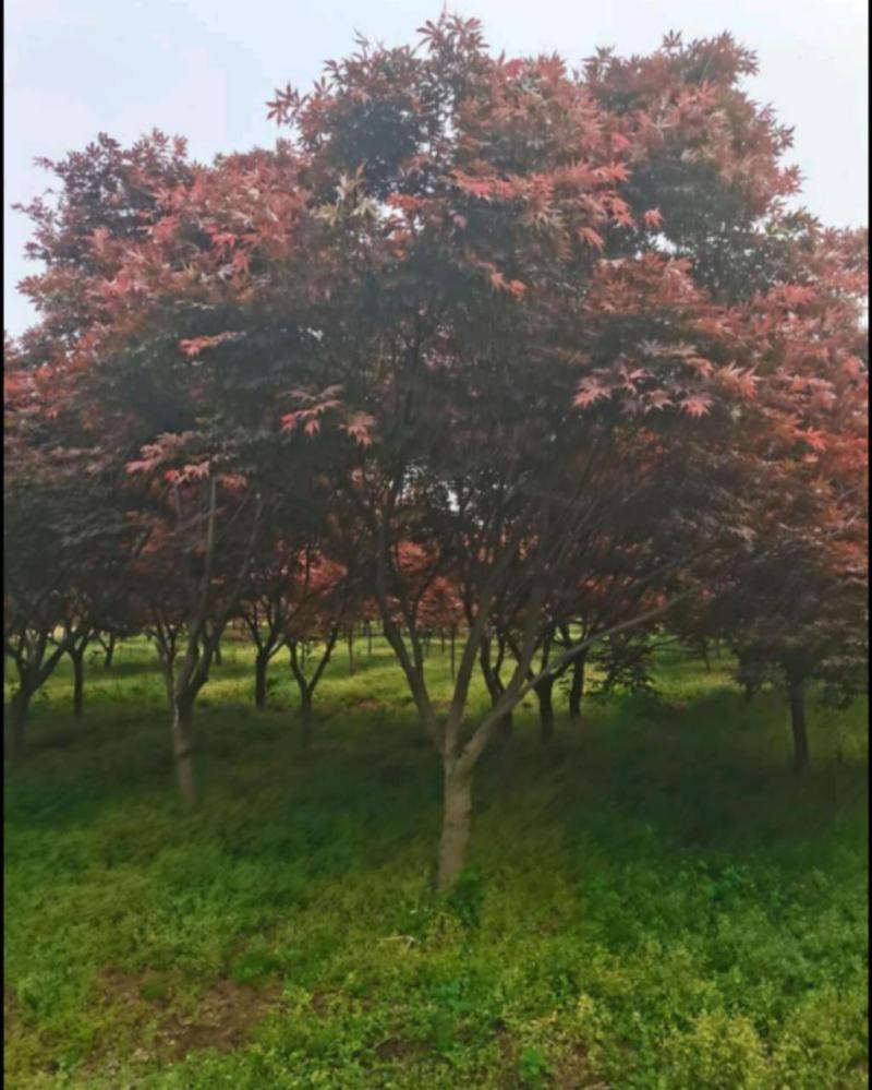 日本红枫