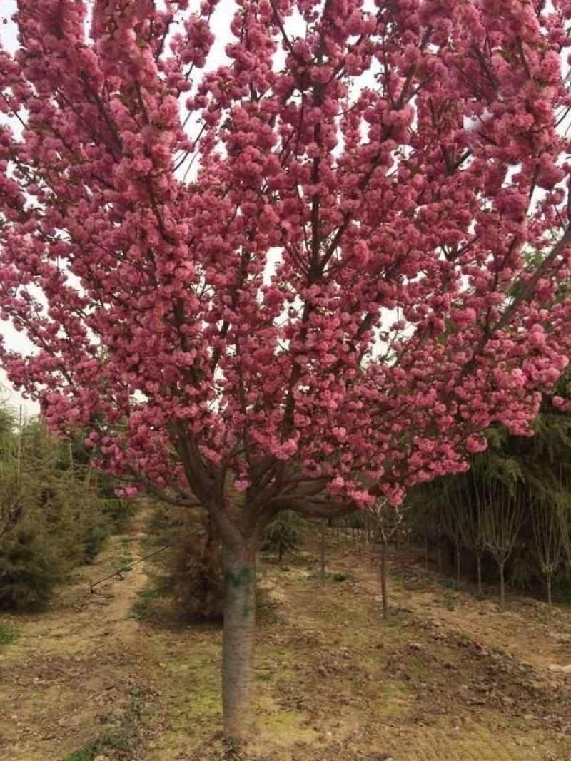 日本樱花