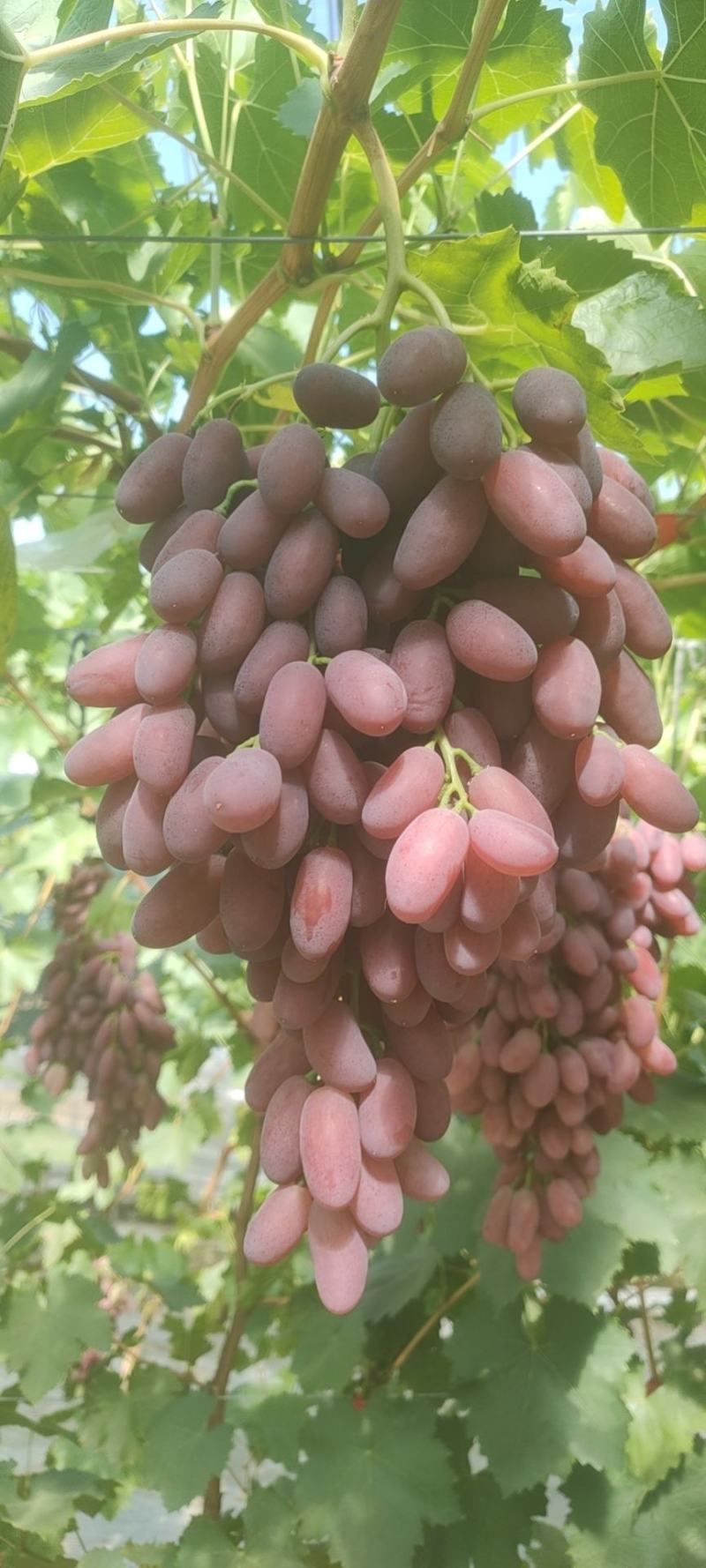 沙尔葡萄