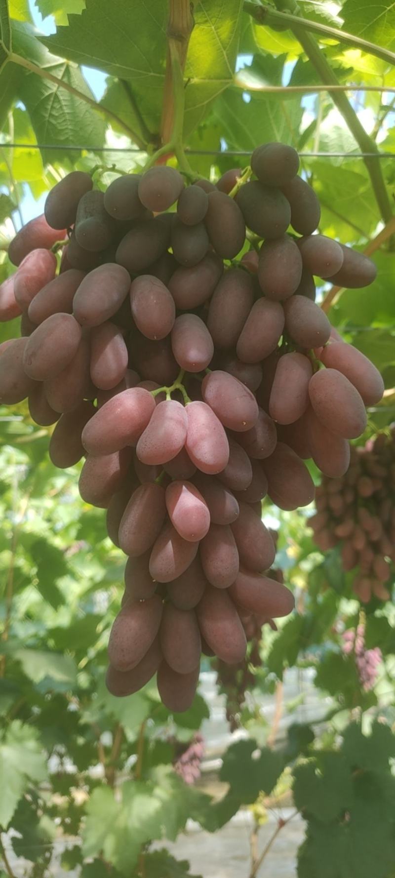 沙尔葡萄