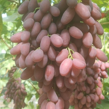 沙尔葡萄
