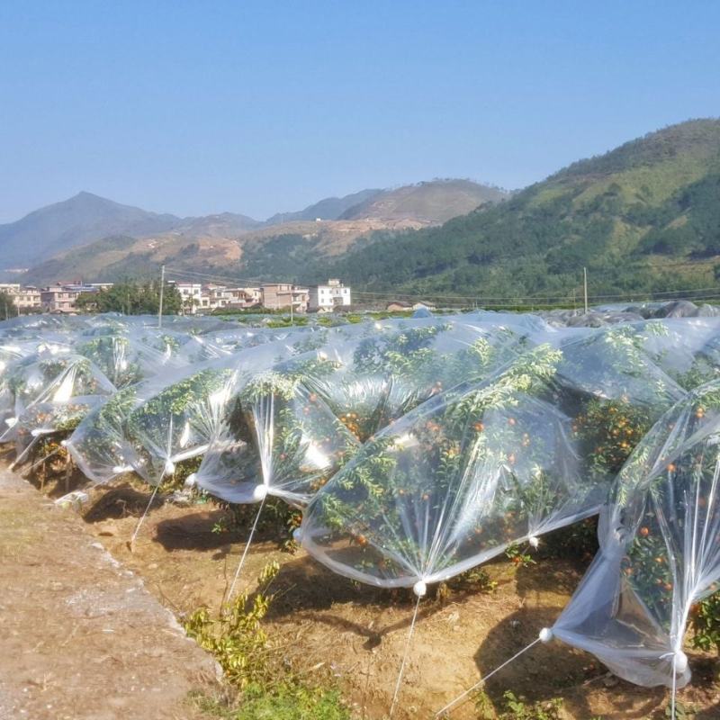 【复购高】农膜塑料薄膜大棚膜葡萄膜金桔防寒膜果树膜
