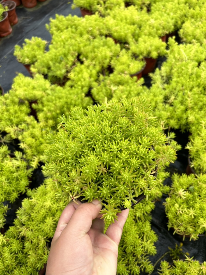 佛甲草