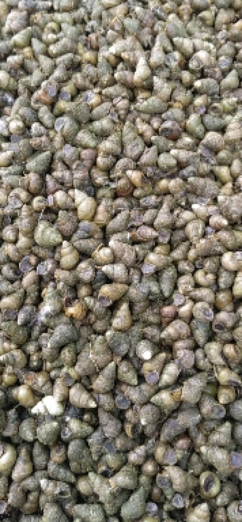 新鲜优质养殖淡水田螺种螺烧烤排挡酒店食用田螺大量供