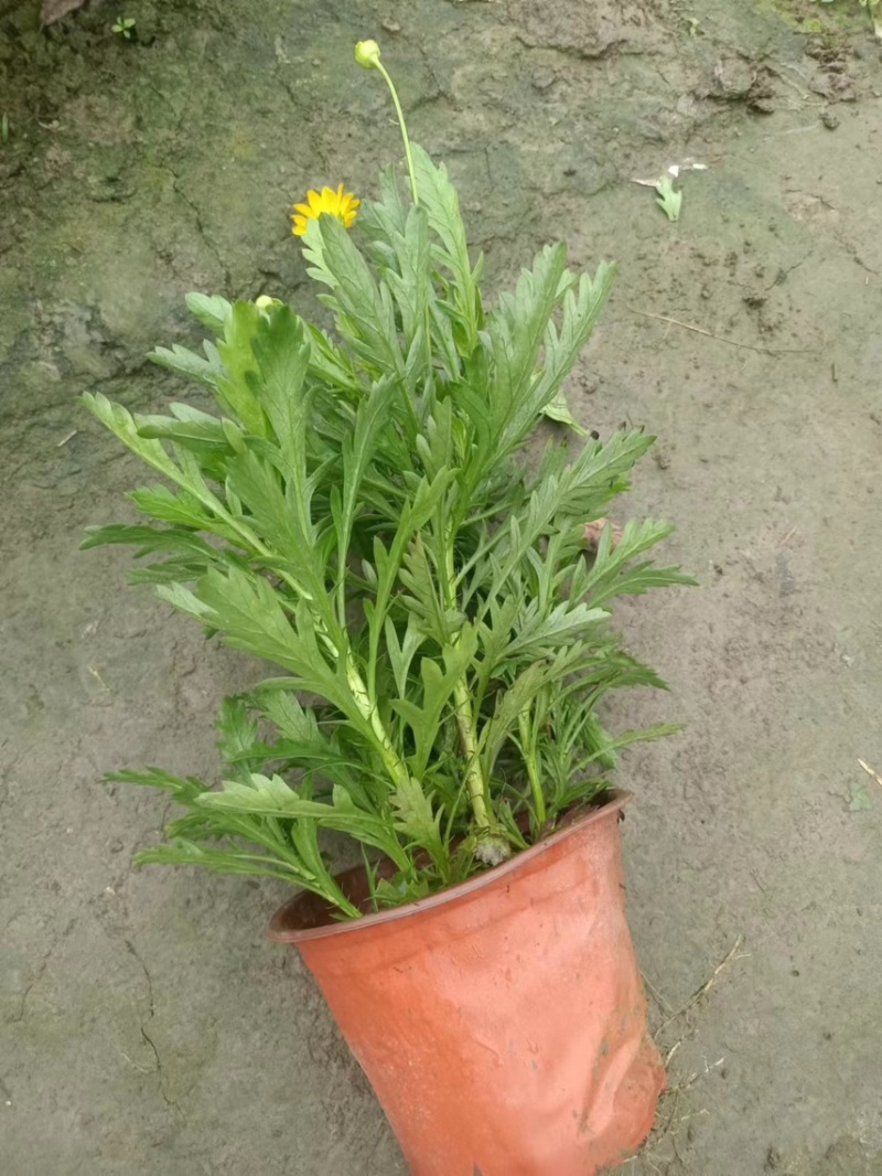 木春菊