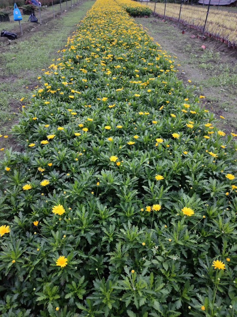 木春菊