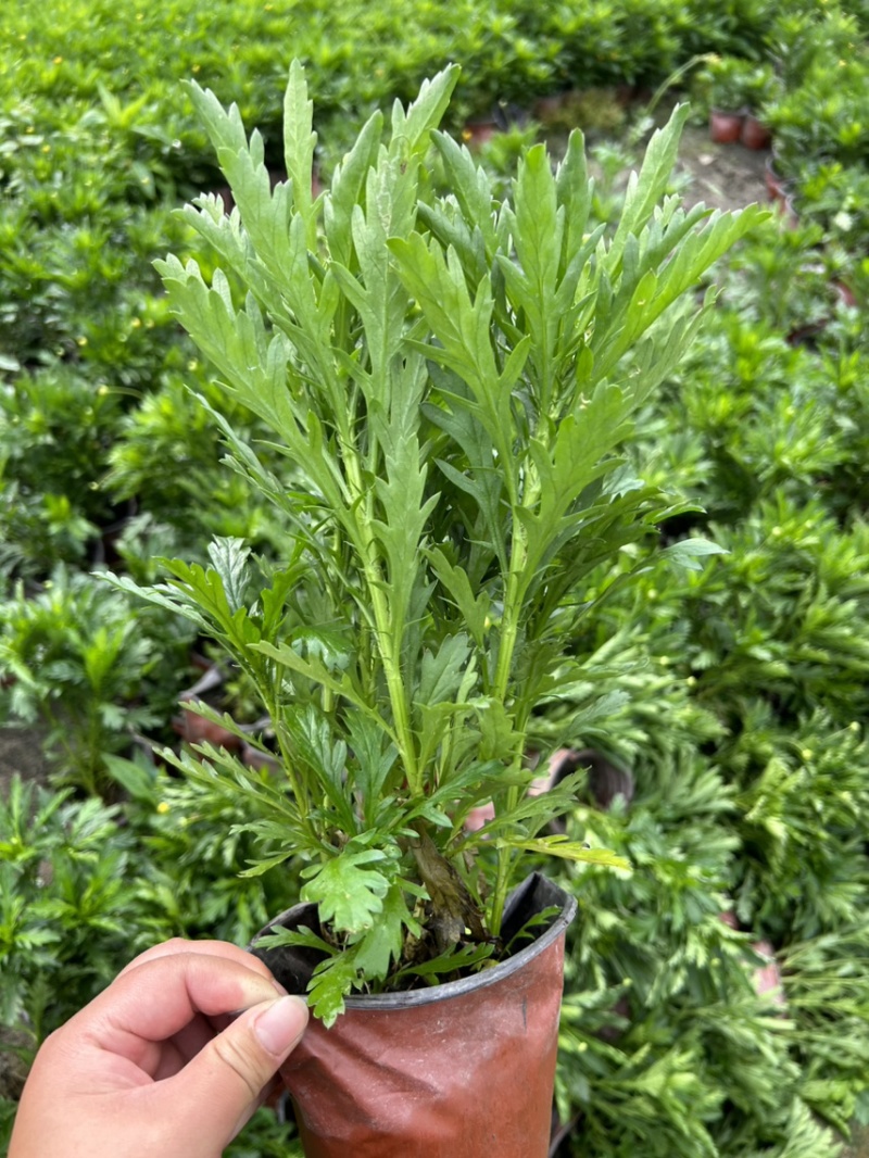 木春菊